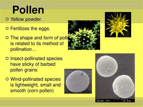 definition of pollen dating
